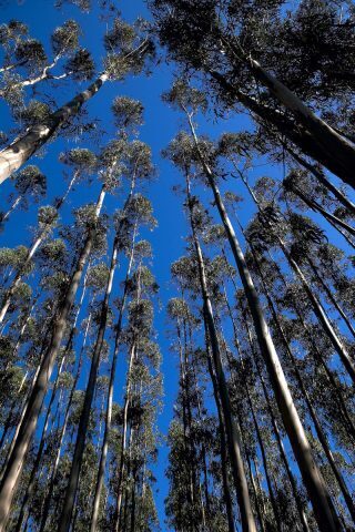 preview-full-Eucalyptus-Globulus-Business-Optimizer-320x480-1